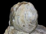 Fossil Gastropod, Clam & Ammonite Association - SD #34171-2